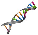 DNA-Test in Dannenfels und Kirchheimbolanden